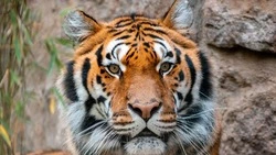 Какой сегодня день? Праздники, памятные даты 29 июля 2025 года