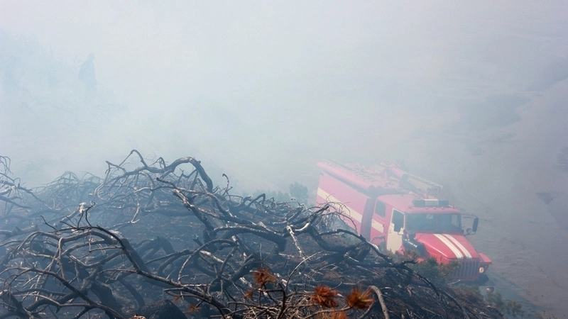 Работу областного минлесхоза оценили во Владивостоке