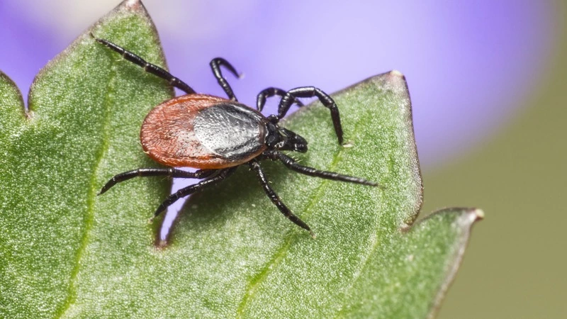 Эксперты советуют сахалинцам не смывать клещей в унитаз