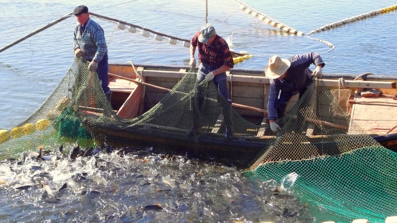 Рисковая горбуша