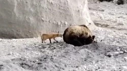 Лиса попыталась украсть добычу у медведя на Курилах