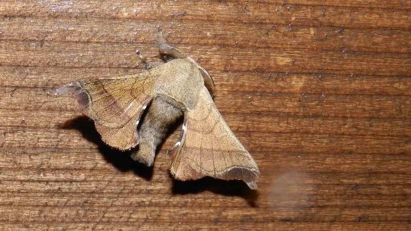 Вымерший в России вид бабочки нашли ученые из Новосибирска на Курилах