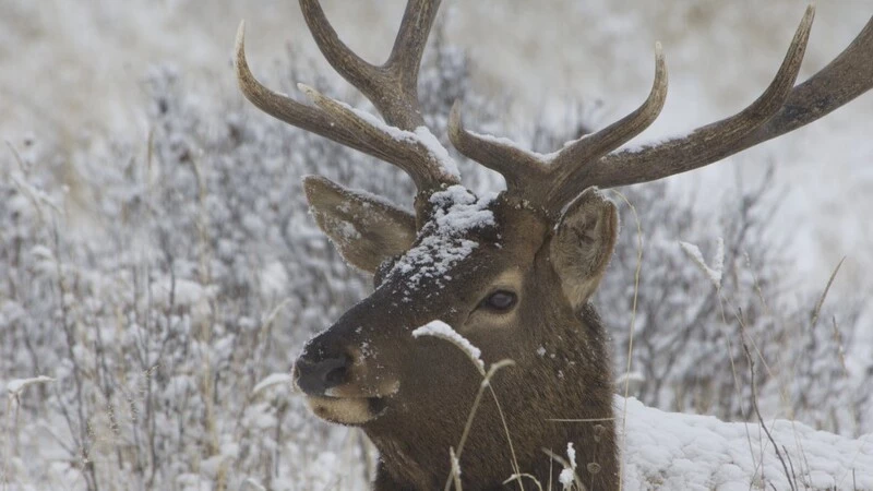 Докопытить до весны