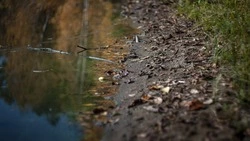 Скелет человека нашли рядом с кладбищем Корсакова