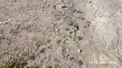Песок с зимы и булыжники: жители Сахалина пожаловались на качество тротуаров