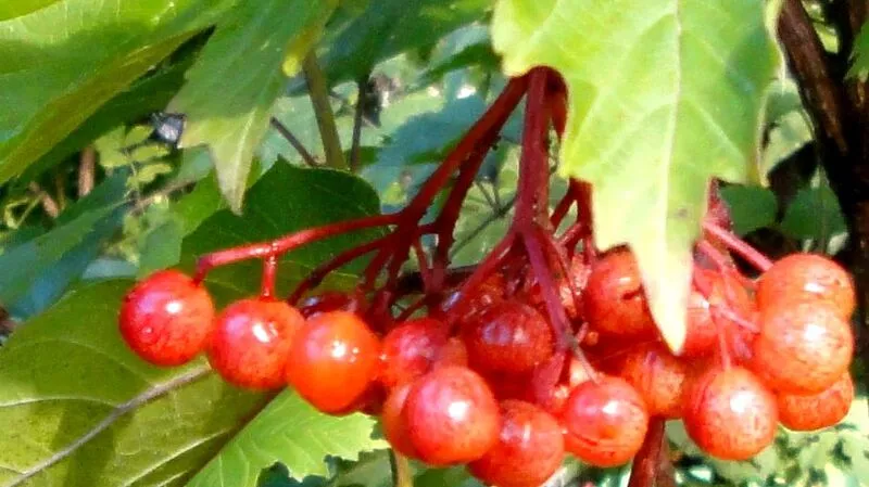 Калина красная