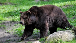 Сахалинские власти разрешили охотникам добыть 432 бурых медведя в течение года