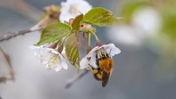 Мировые синоптики рассказали, чем удивит весна 2026 на Сахалине и Курилах