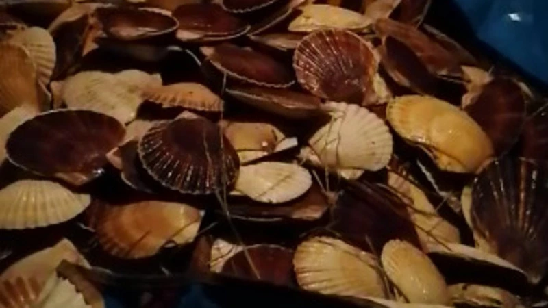 Сахалинцы радуются горам гребешка после шторма. Видеофакт