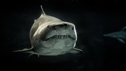 На Камчатке нашли скелет доисторического морского хищника