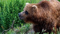 Тиктокеры на Сахалине погладили токсичного медведя