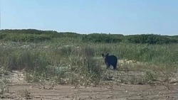 Сахалинцы засняли любопытного медведя на озере Крохолинка в Охинском районе 