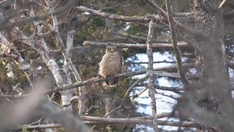 Призыв самца длится две секунды: ученые записали, как крутят любовь краснокнижные филины на Кунашире