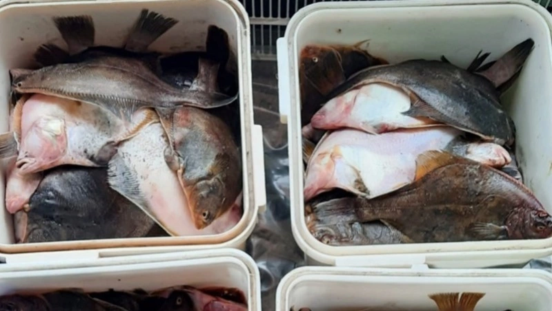 Камбалу по цене от 90 рублей за килограмм доставили в Макаров и Аниву 28 сентября