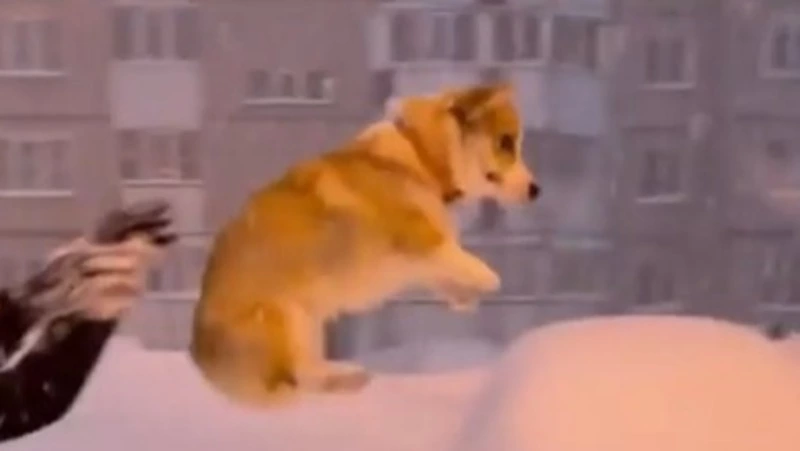 Летящая в снег сахалинская корги стала звездой Instagram   