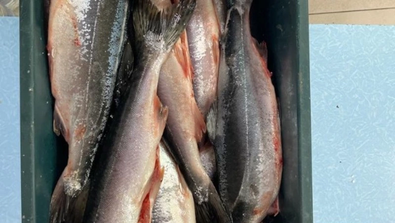 Свежую горбушу по 122 рубля за килограм предложили жителям Курильска 3 августа