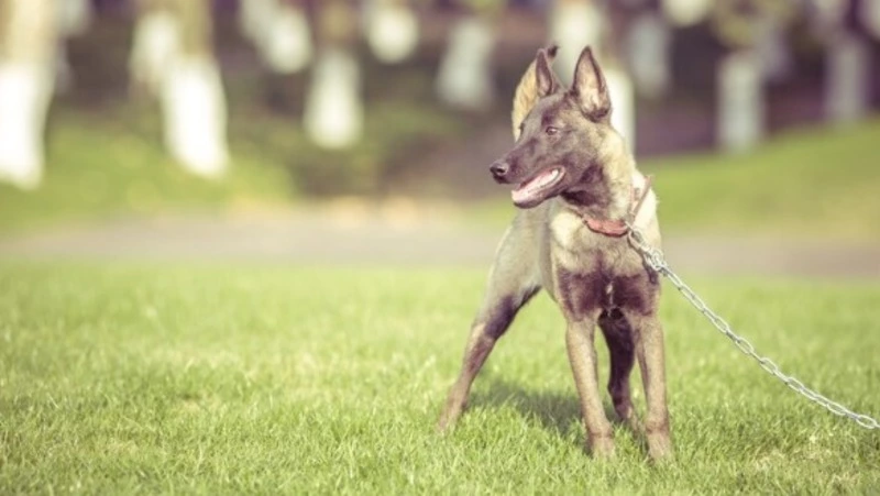 Агрессивное поведение собак в Невельске стоило их хозяйке почти 40 тысяч рублей