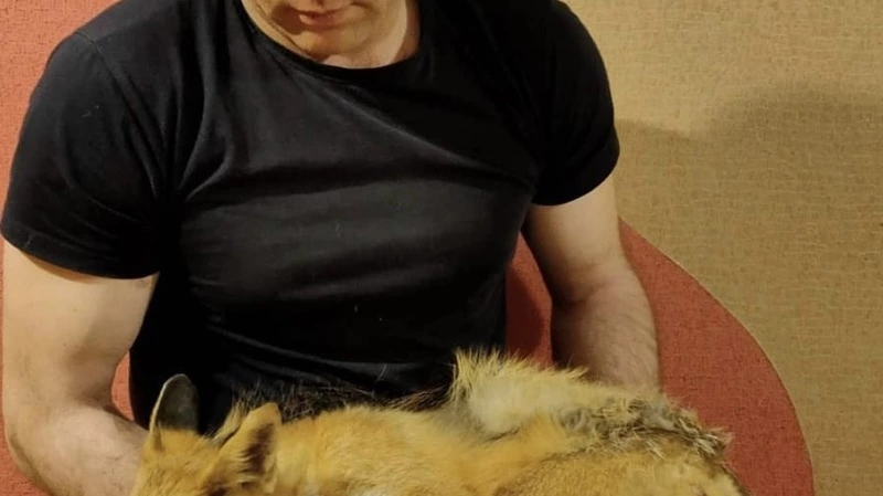 Подстреленную кормящую лису пытаются спасти на Сахалине