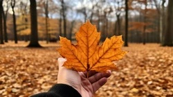 Синоптики спрогнозировали тепло и ветер 11 октября в Сахалинской области