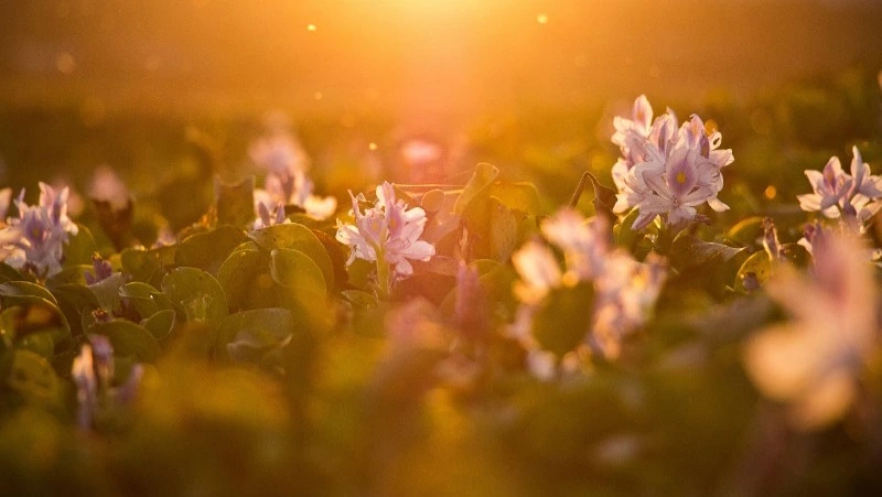 Погода в Южно-Сахалинске на 5 сентября: +24°C и легкий ветер