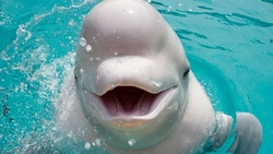 50 белух из «китовой тюрьмы» Минприроды может отдать китайским бизнесменам