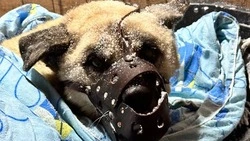 Старого пса-инвалида подкинули сахалинскому приюту «Пес и Кот» перед Рождеством