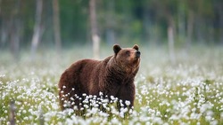 Медведь бродит в районе останца «Лягушка» в Южно-Сахалинске
