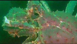 «Танец любви»: сахалинский дайвер заснял объятия крабов на дне моря
