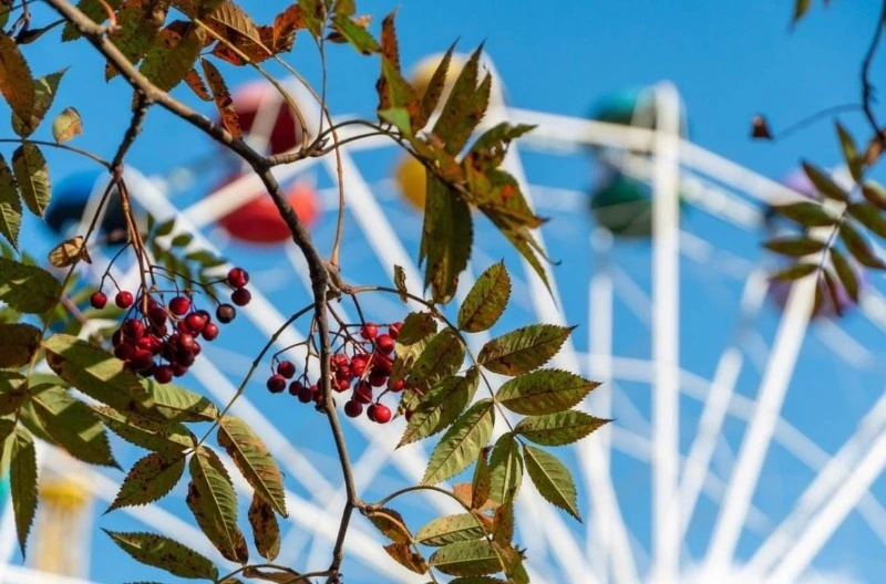 Человек выпрыгнул из кабины колеса обозрения в горпарке Южно-Сахалинска