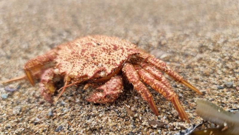 Добыча краба на Сахалине: сроки, орудия, места для ловли