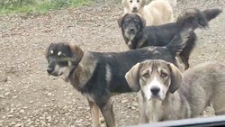 Стая голодных собак прибилась к японским ториям во Взморье