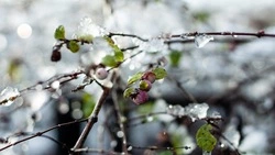 Южный ветер и +3 градуса спрогнозировали в Сахалинской области на 24 марта