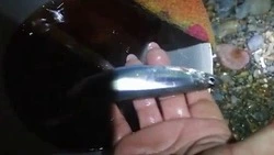 Жителям Сахалина показали свежепойманные корюшку и мойву в Углегорске