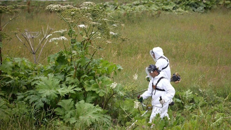 Сахалинская облдума одобрила законопроект о штрафах за борщевик на участках