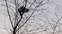 Замерзший кот чуть не околел на дереве в непогоду. Утром его спасли сахалинцы