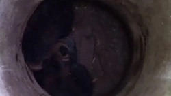 Фонд «Зеленый Сахалин» спас двоих медвежат из заброшенного коллектора в Холмске 