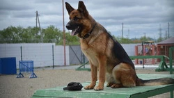 Служебная собака поймала на Сахалине вора и его подругу