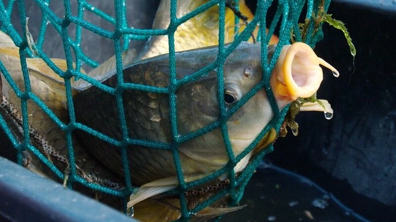 С нового года сахалинских рыбаков обяжут регистрировать свои сети