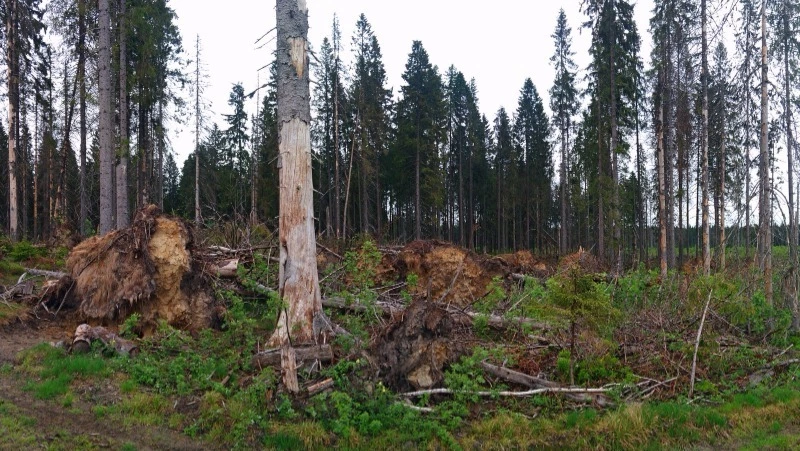 Ловушки для короедов установят в четырех районах Сахалинской области
