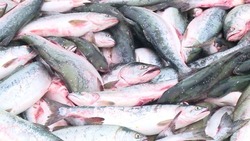 Путина лосося стартовала в Долинском районе. «До 15 тонн рыбы в день»