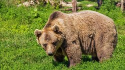 На Кунашире туристов и жителей просят заполнить анкету про медведей