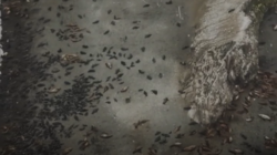 «Лежат, как семечки»: сахалинский блогер запечатлел себя в окружении сотен сивучей