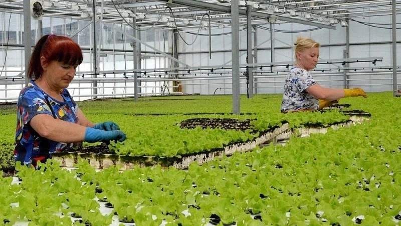 Сахалинские фермеры круглый год поставляют продукты на прилавки благодаря господдержке