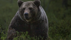 «Медведь начал воспринимать людей как источник пищи». Специалистов тревожат частые выходы животных