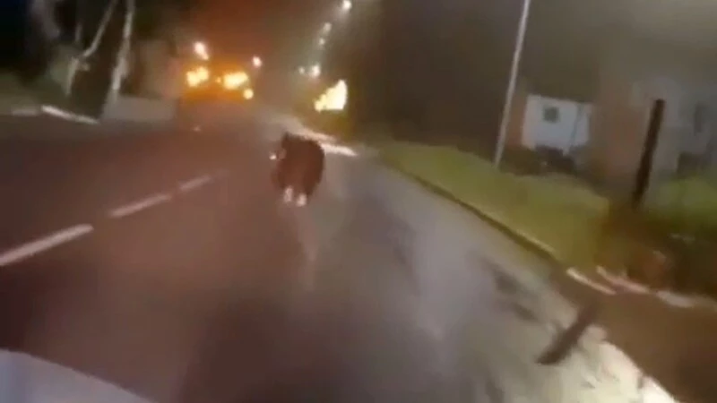 За сутки в Охинском районе медведи дважды выходили к людям