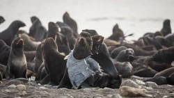 «Бронированный котик»: сахалинские волонтеры спасли тюленя-модника