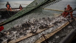 Благодаря сахалинским рыбакам в России снизятся цены на красную икру