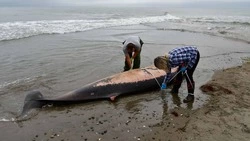 Тело краснокнижного кита-ремнезуба обнаружили на Курилах 