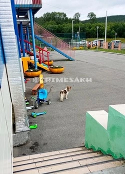 Собака напала на беременную женщину в детском саду Долинского района