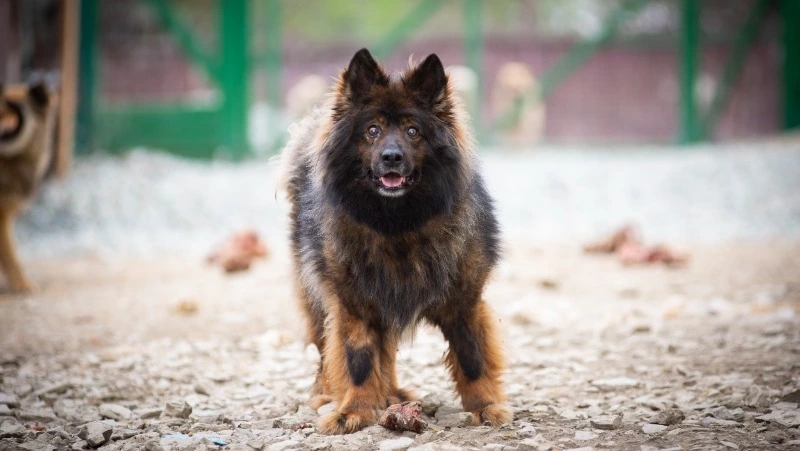 Особенная собака для ответственного человека: Пальме нужны хозяева на Сахалине